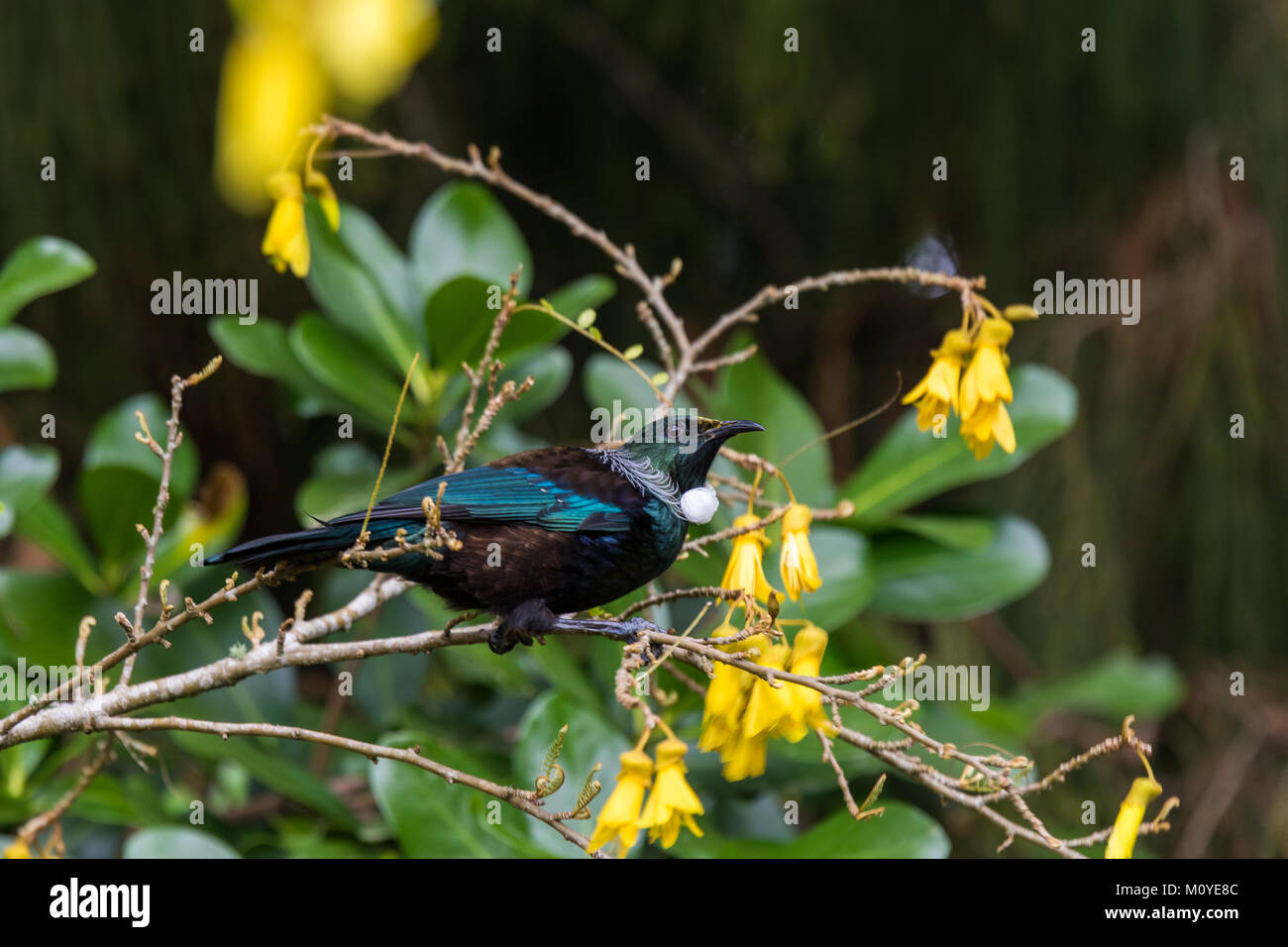 The native Tui bird of New Zealand feeding on Kowhai flowers Stock Photo