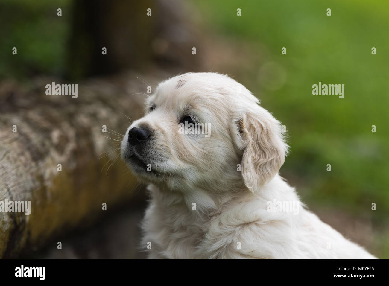 A portrait of a Golden Retriever puppy Stock Photo - Alamy