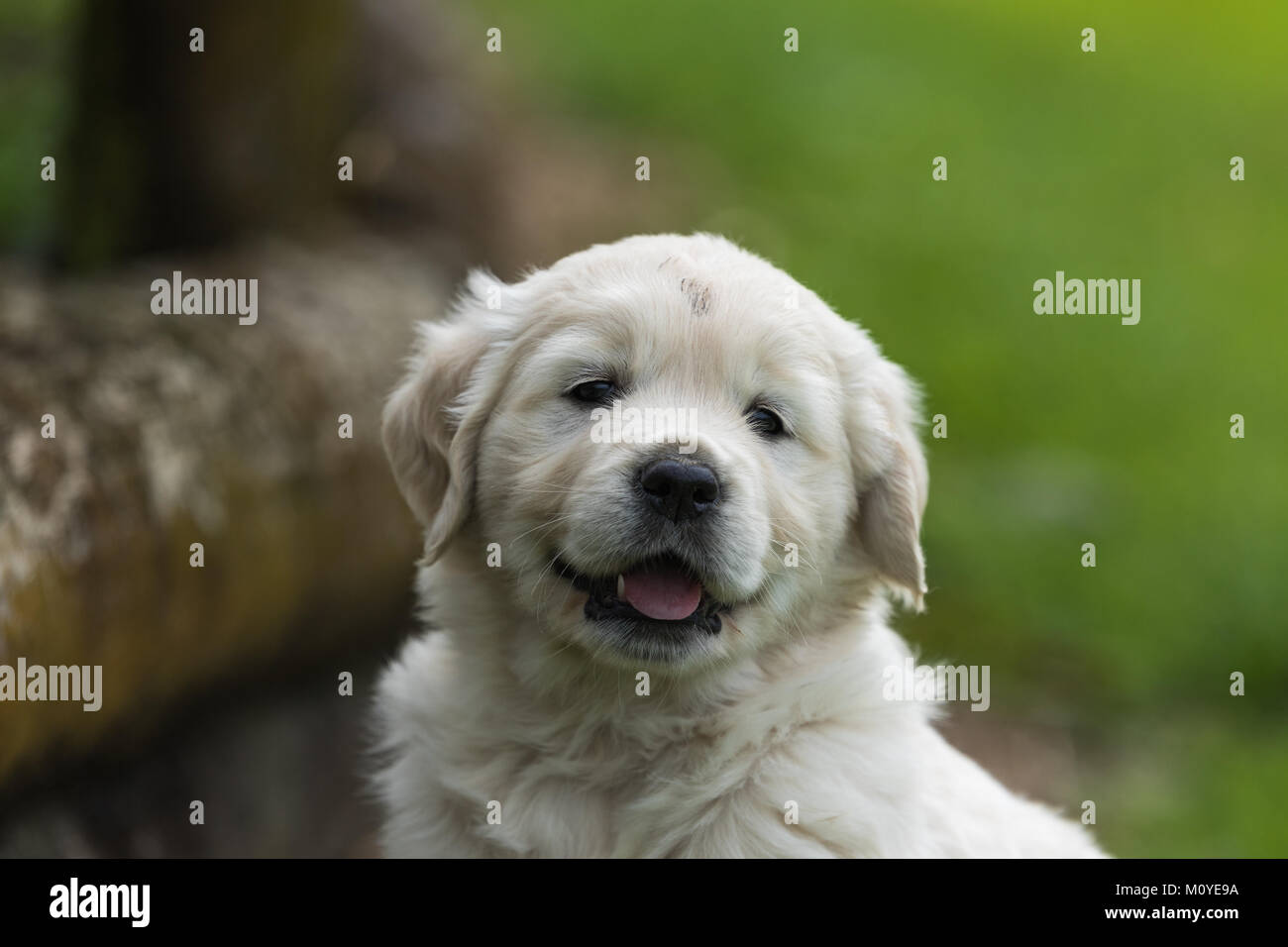 A portrait of a Golden Retriever puppy Stock Photo - Alamy