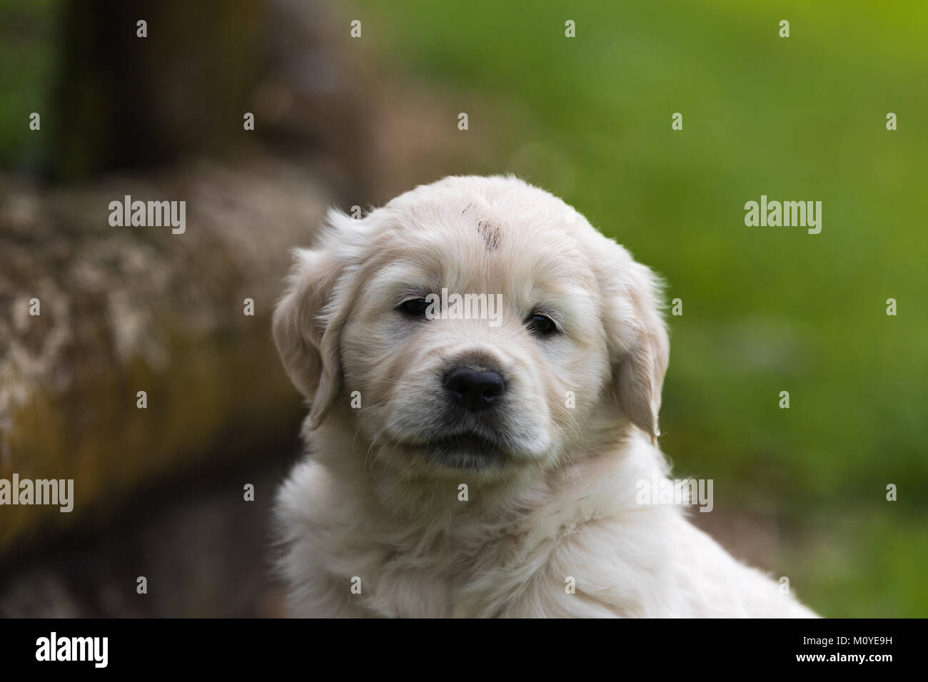 A portrait of a Golden Retriever puppy Stock Photo