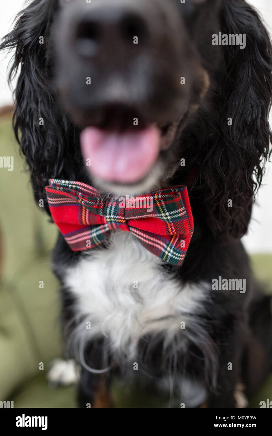Dog spaniel in a red bow tie in the interior of the light room. Pet is ...