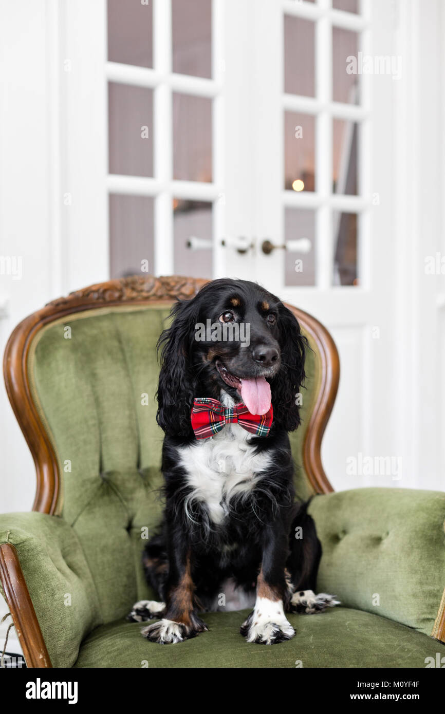 Dog spaniel in a red bow tie in the interior of the light room. Pet is ...