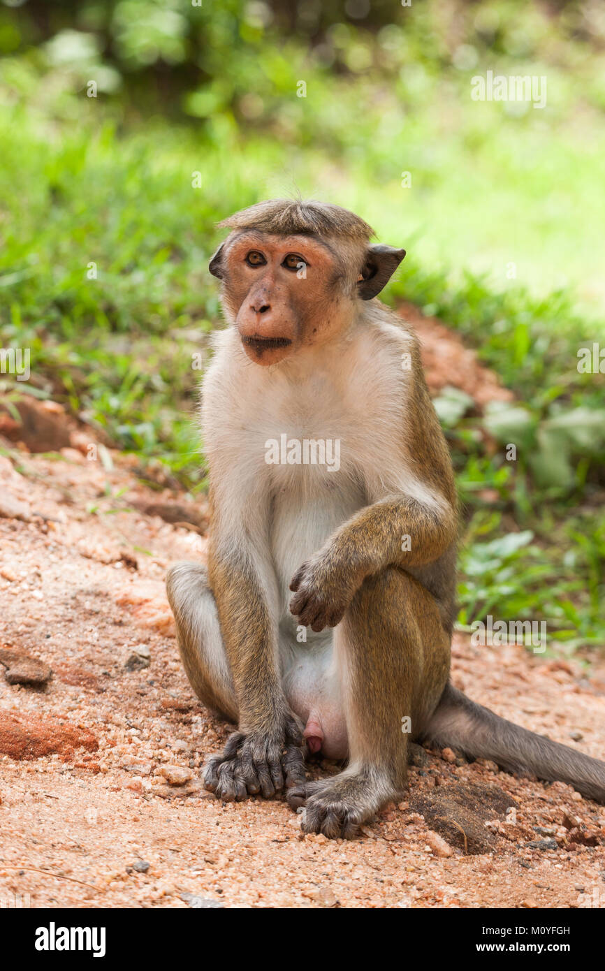 Toque macaque monkey, Macaca sinica, Sri Lanka Stock Photo Alamy