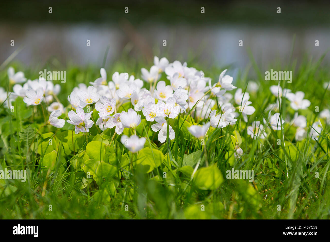 Common wood sorrel (Oxalis acetosella) flourishing,Germany Stock Photo