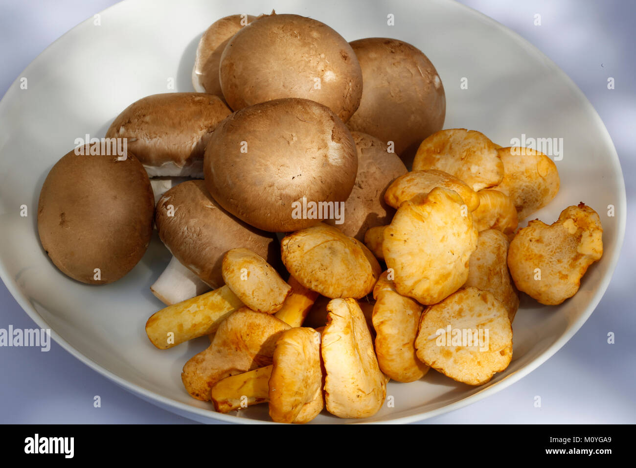 Various edible mushrooms in bowl,stone mushroom,chanterelles,egg sponge Stock Photo