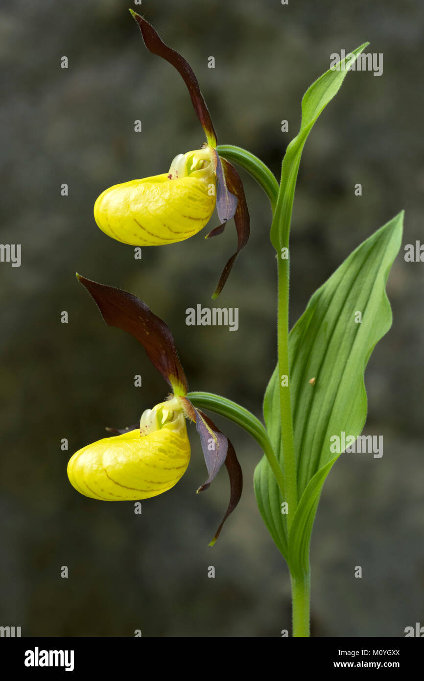Yellow lady's slipper orchid (Cypripedium calceolus),Tyrol,Austria Stock Photo