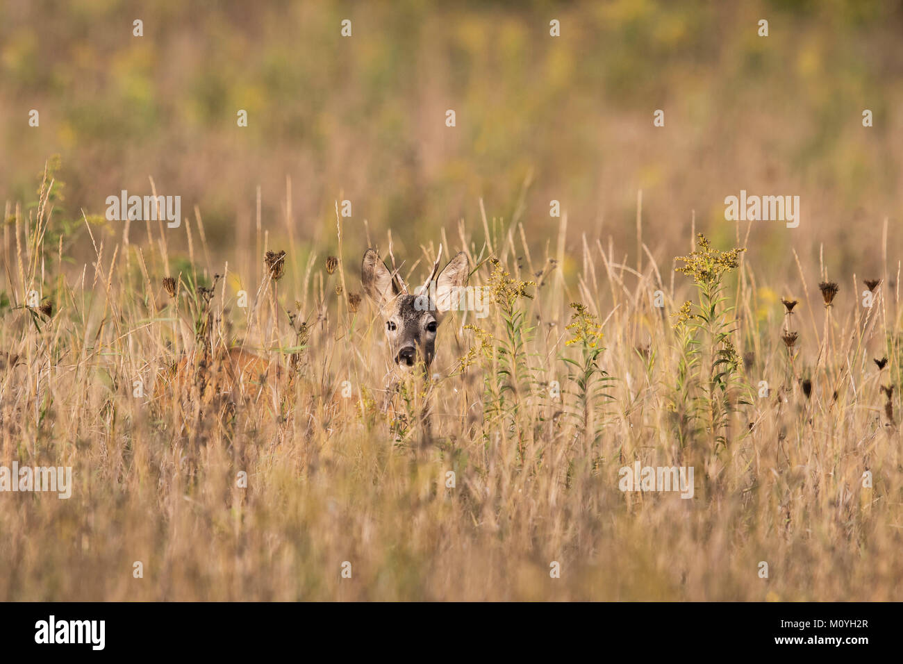 European roe deer (Capreolus capreolus),male hiding in dry meadow,Hungary Stock Photo