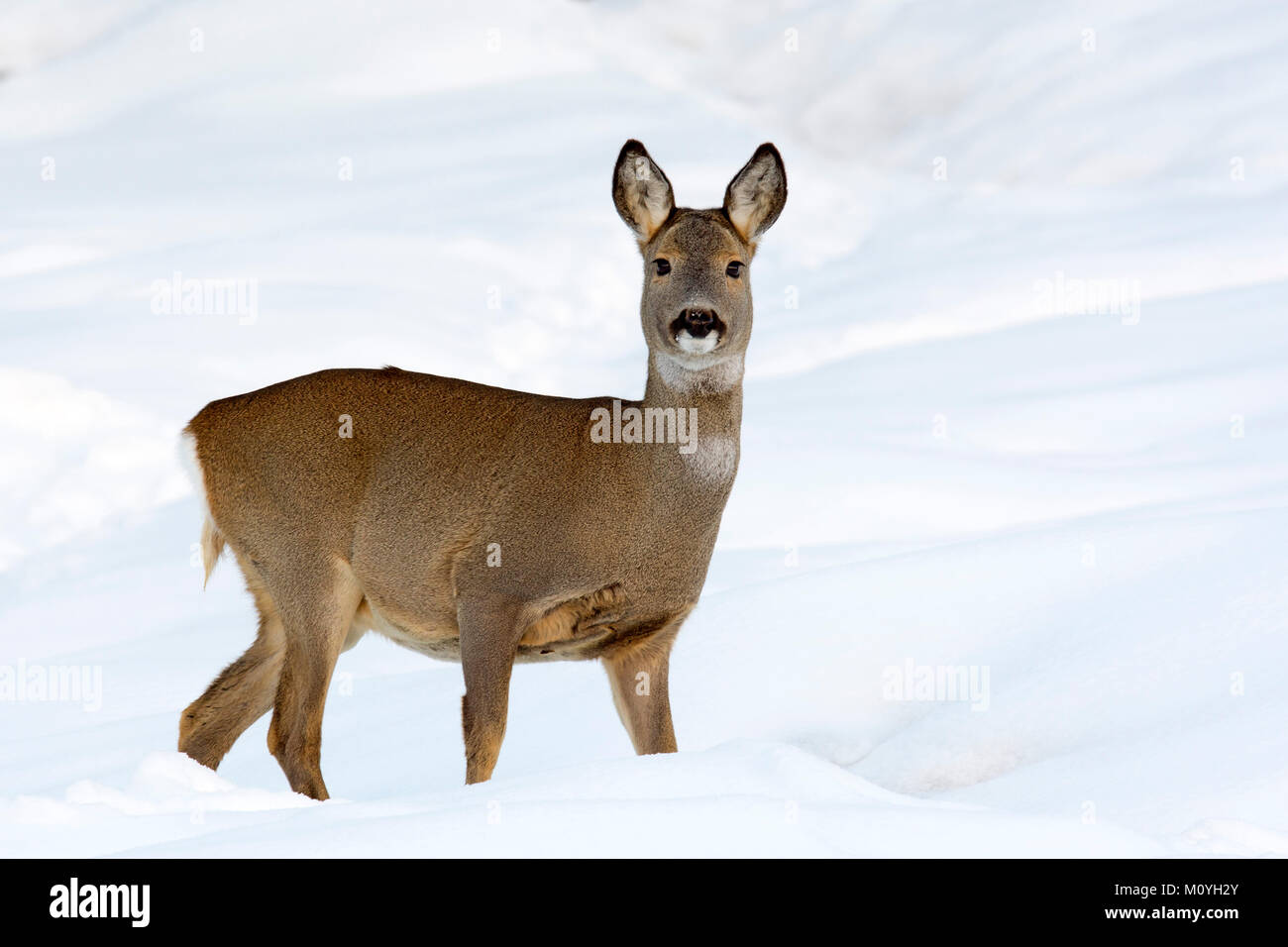 European roe deer (Capreolus capreolus),female,standing in the snow,Tyrol,Austria Stock Photo
