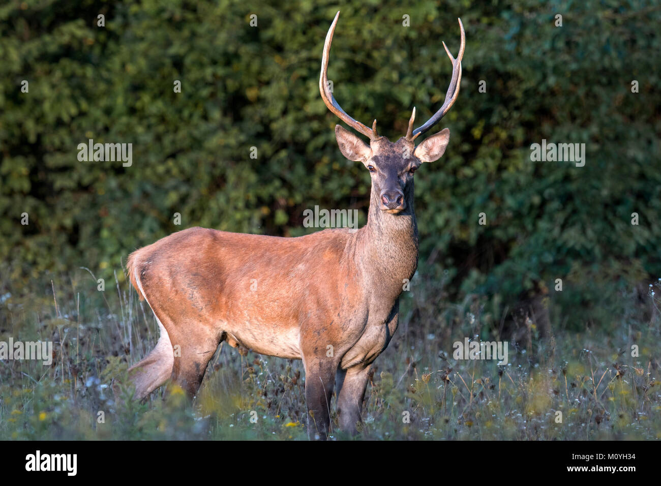 Red deer (Cervus elaphus),male stands at the edge of the forest,Hungary Stock Photo