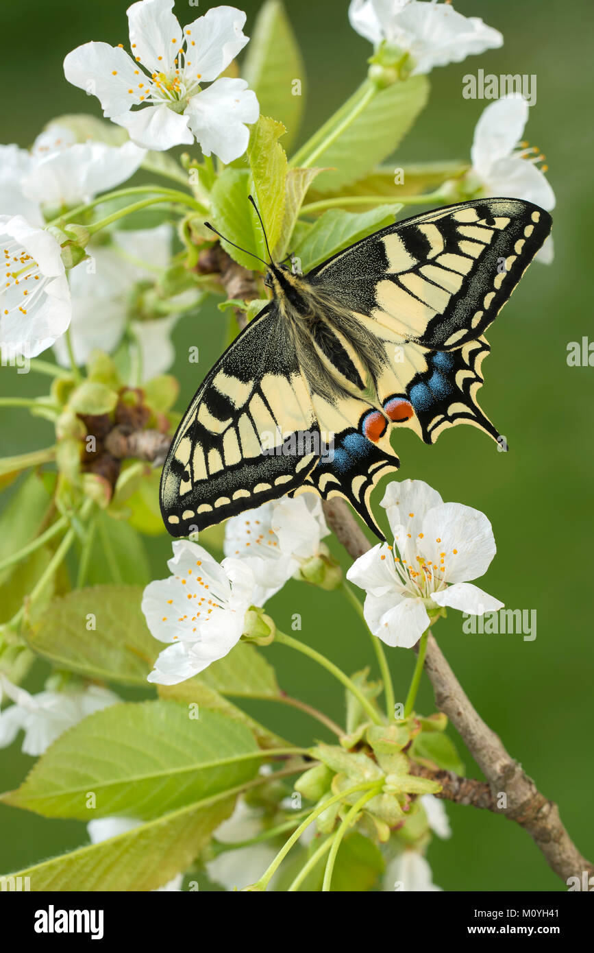 Swallowtail (Papilio machaon) to fruit blossom,Tyrol,Austria Stock Photo