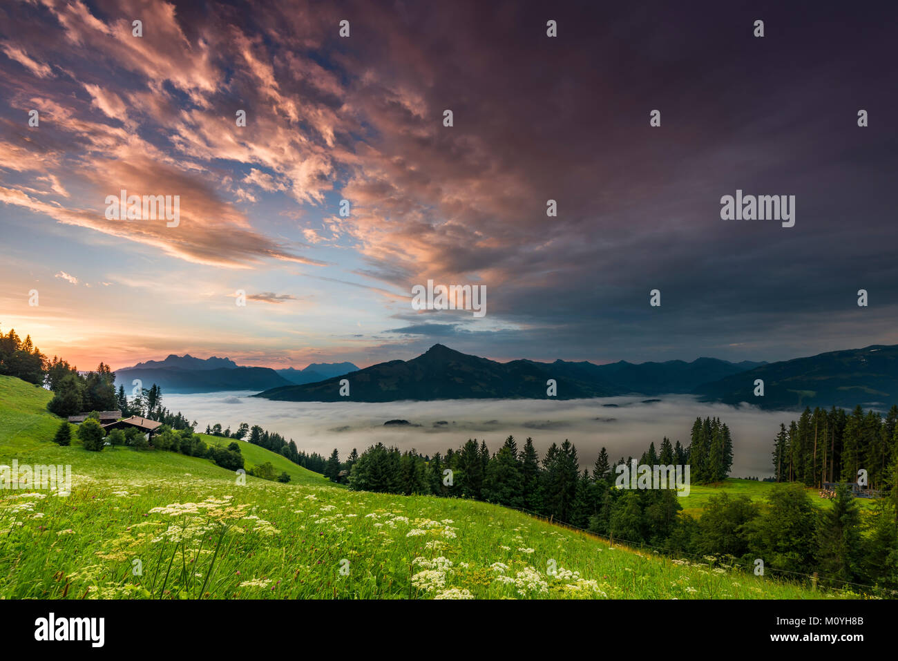 Mountain meadow with mountain top with sea of fog at sunrise,Wilder Kaiser,Scheffau,Tyrol,Austria Stock Photo