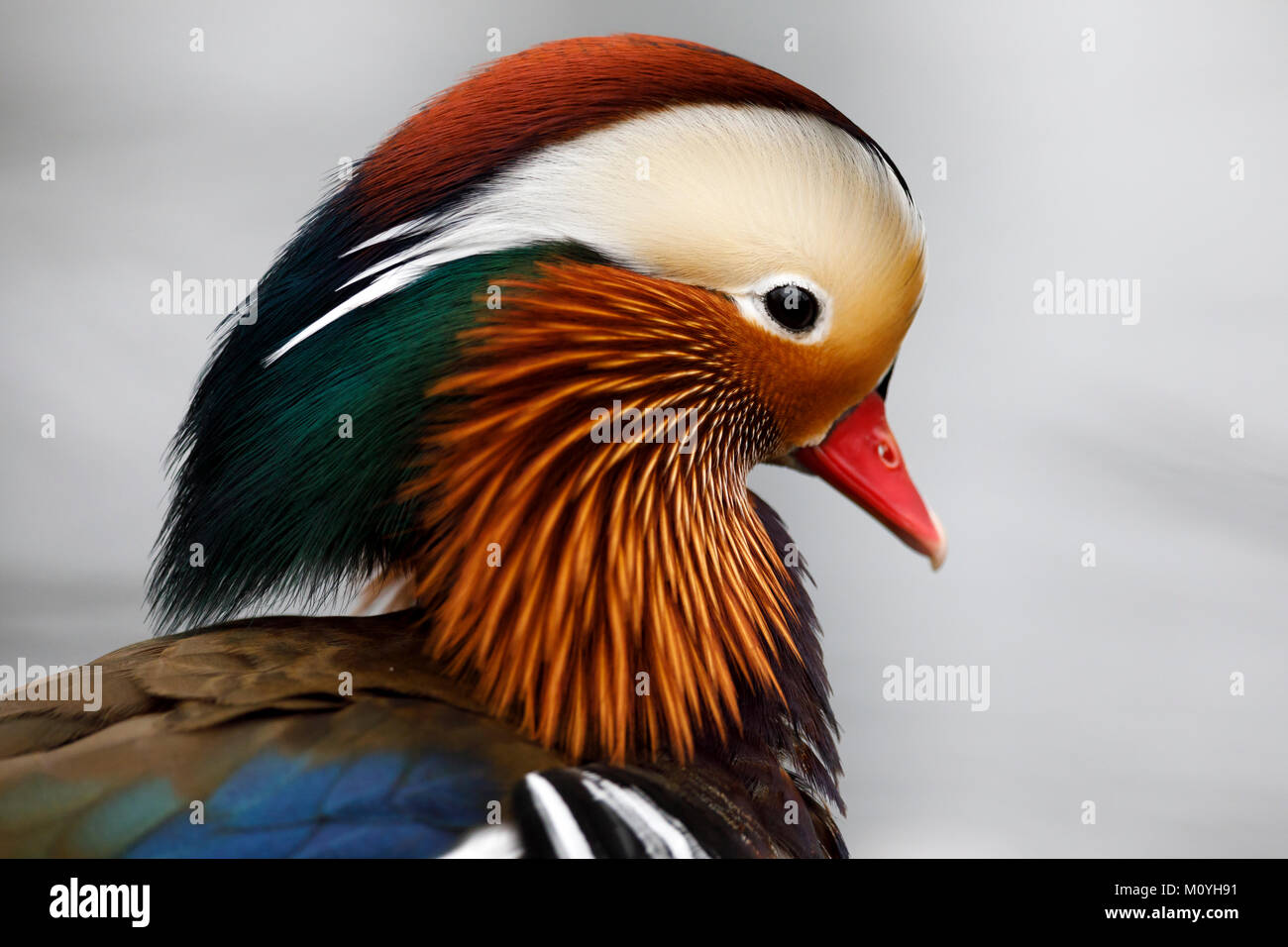 Mandarin duck (Aix galericulata),Portrait,Germany Stock Photo Alamy