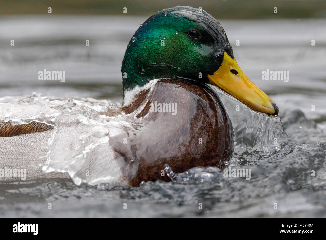 Stockente,(Anas platyrhynchos) emerges from the water,Germany Stock Photo