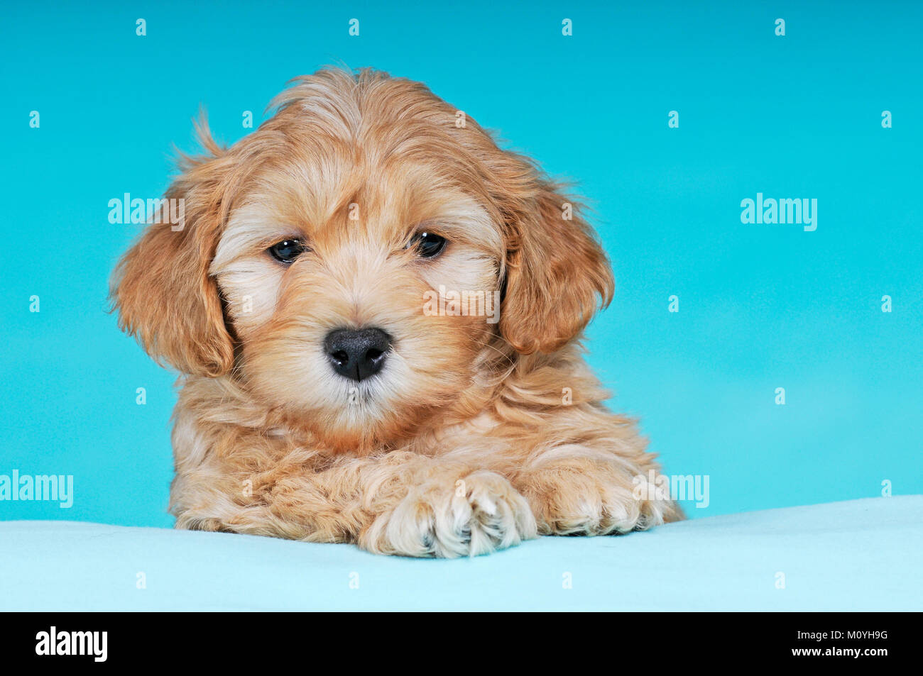 Havanese,puppy,brown-white,9 weeks,portrait Stock Photo