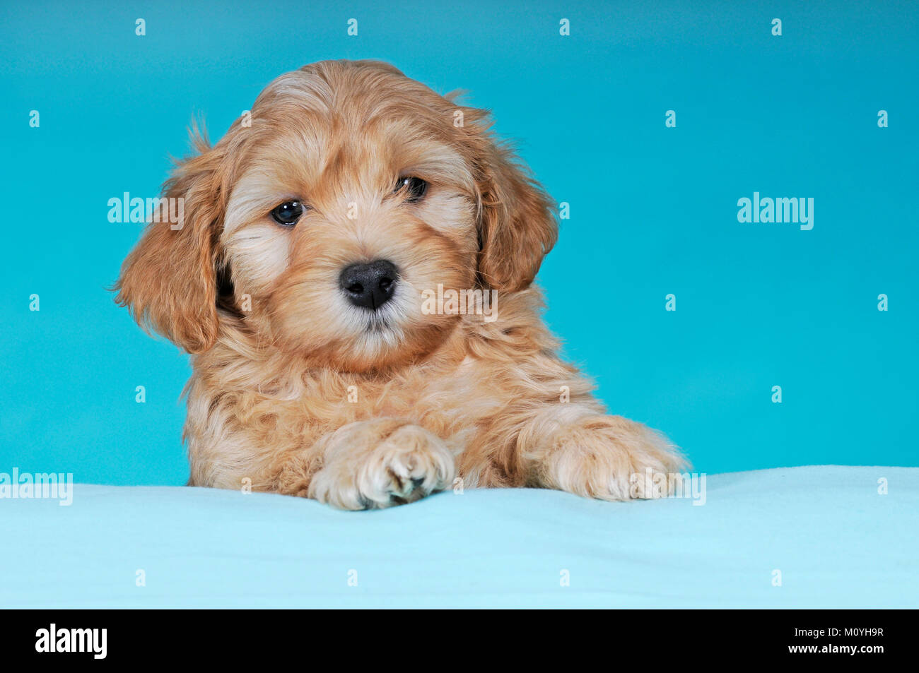 Havanese,puppy,brown-white,9 weeks,portrait Stock Photo