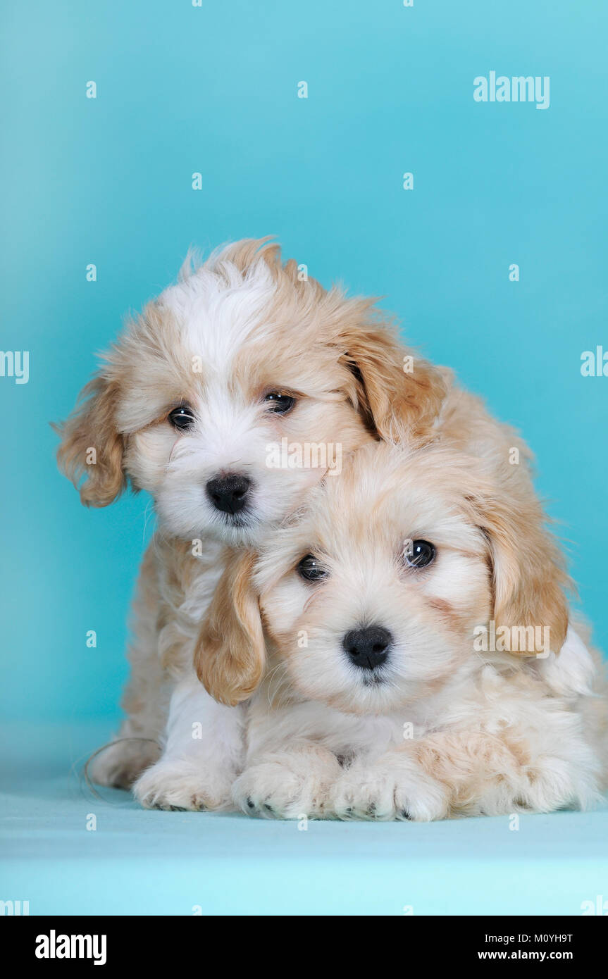 Havanese,two puppies,brown-white,9 weeks Stock Photo