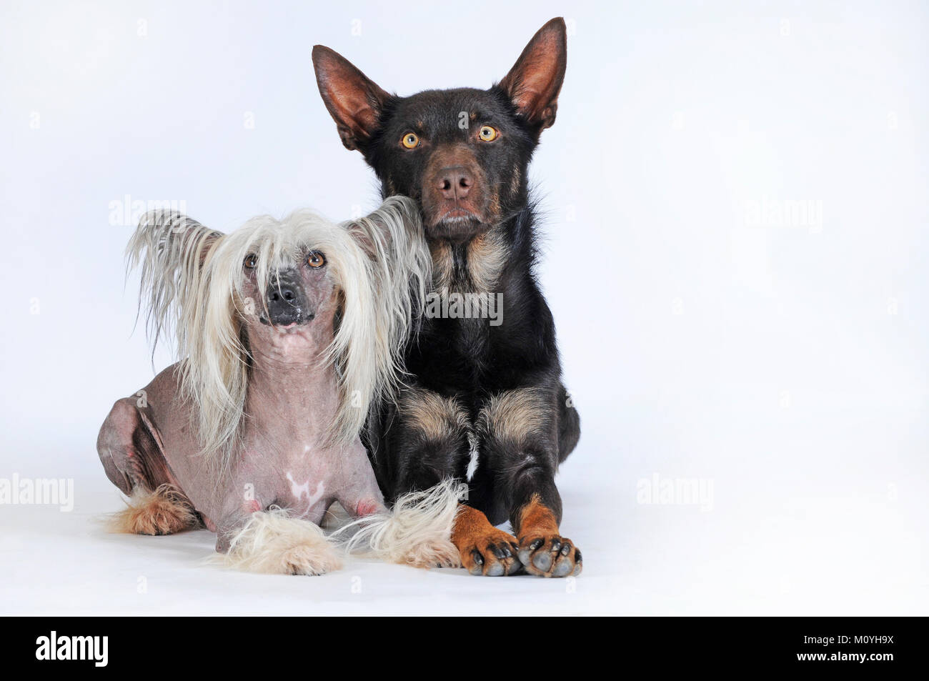 Chinese Crested Hairless Dog,male and Australian Kelpie,choko-tan,male,sitting next to each other Stock Photo