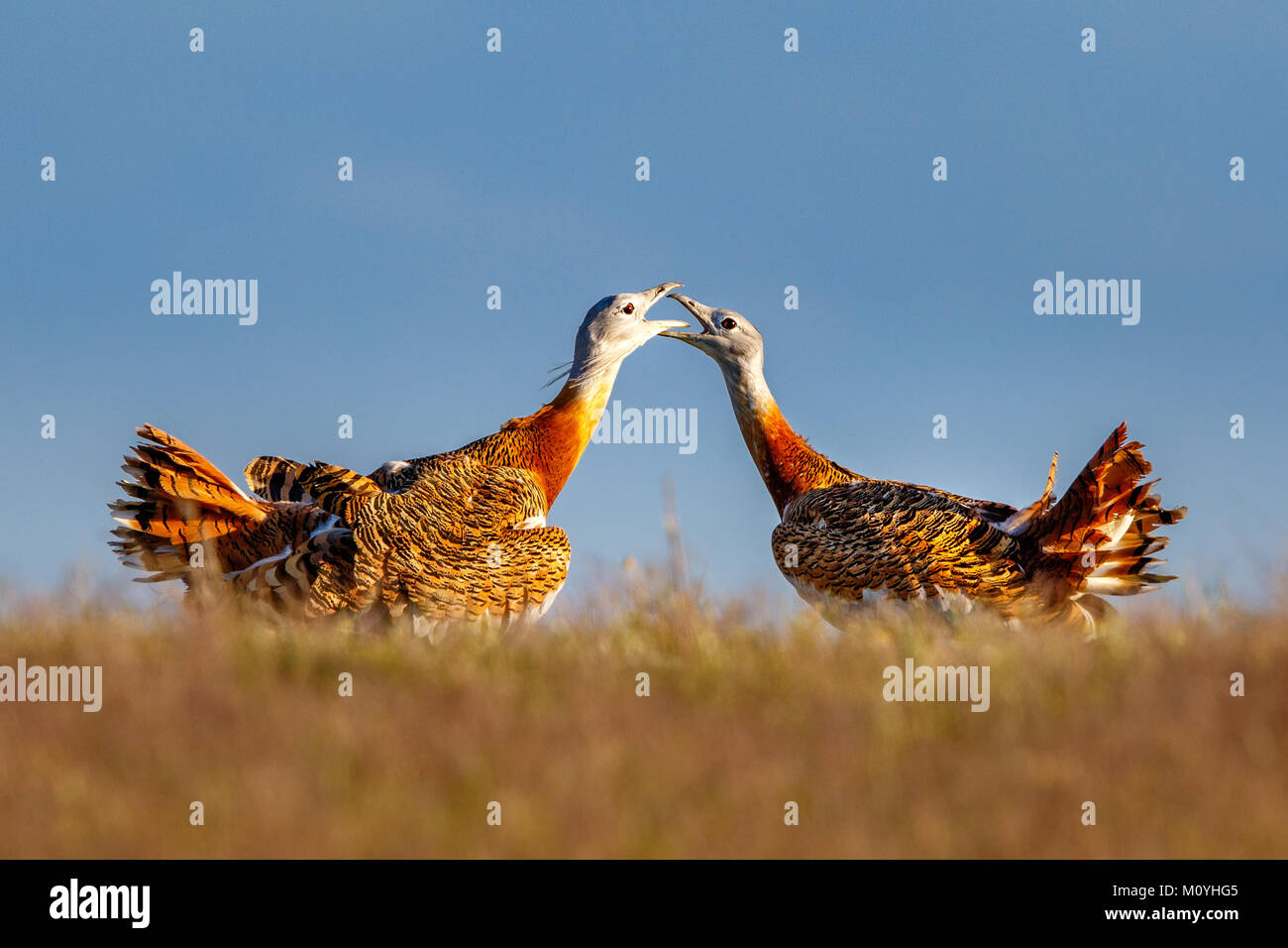 Great bustard (Otis tarda),courtship display in a meadow,Castilla-La Mancha,Spain Stock Photo