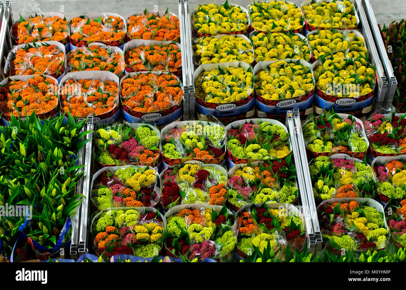 Different flowers ready for dispatch in boxes,Royal FloraHolland,Aalsmeer,Netherlands Stock Photo