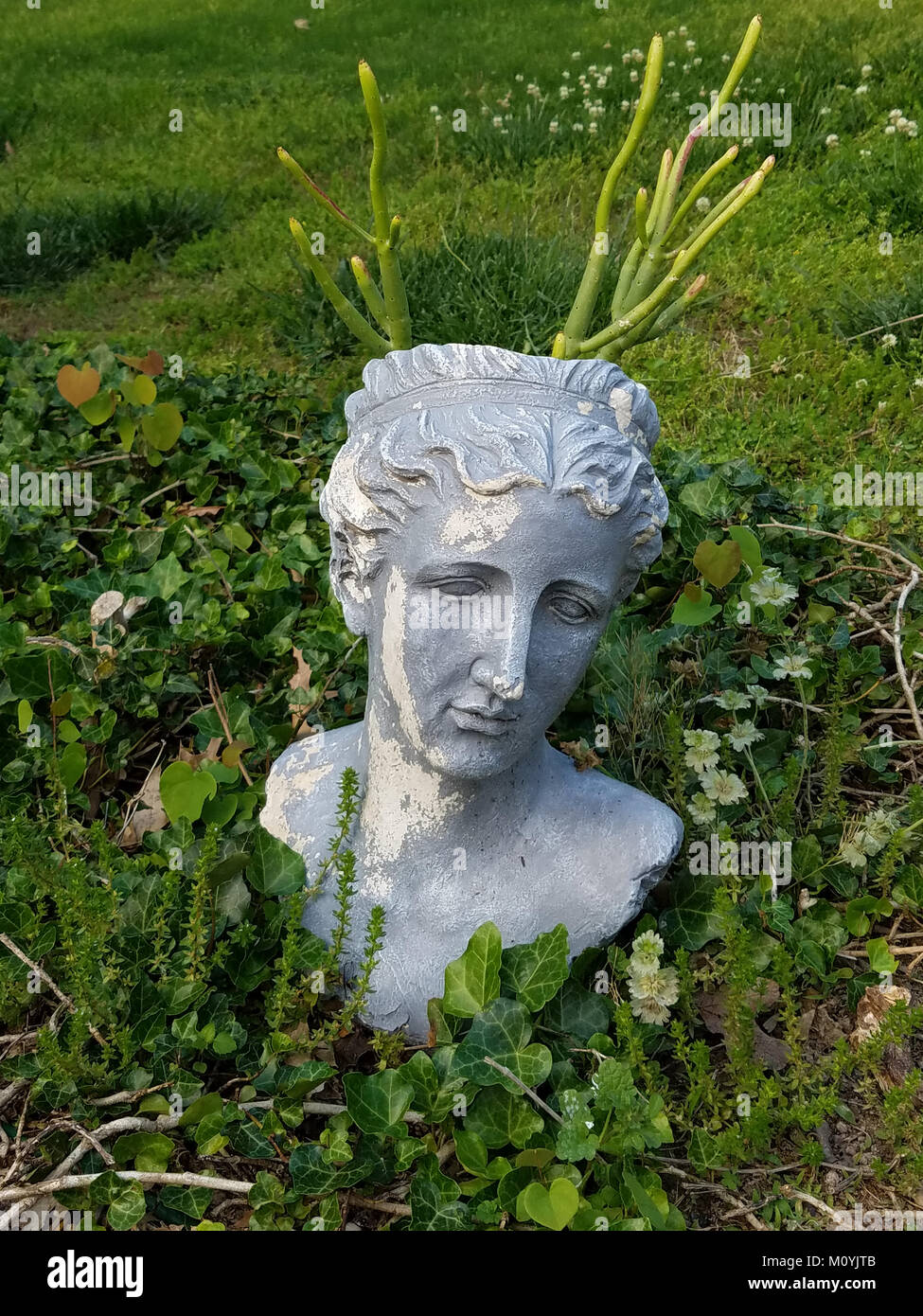 Roman head planter with cacti growning out of its head in a bed of ivy and grasses in the Stock Photo