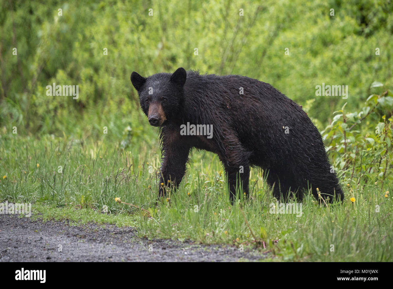 Wet bear standing in grass Stock Photo