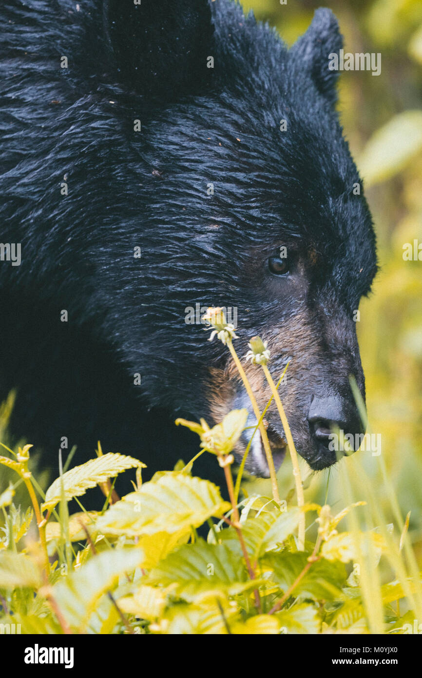 Close up of face of wet bear eating foliage Stock Photo