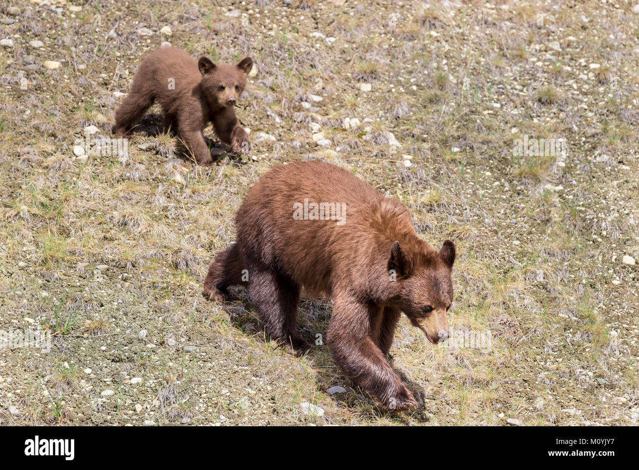 Bear and cub walking on grass Stock Photo