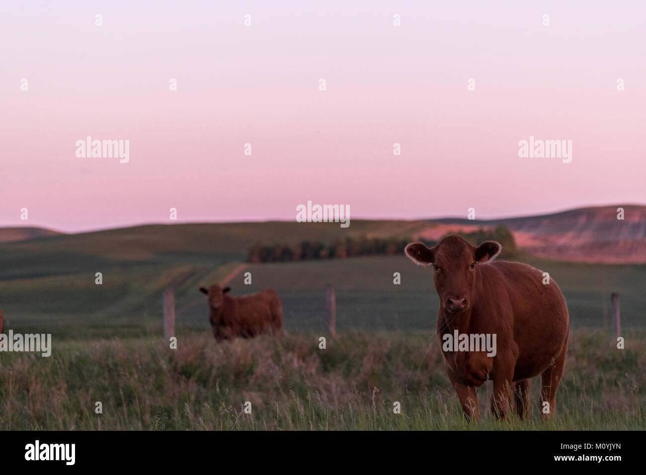 Cows in pasture Stock Photo