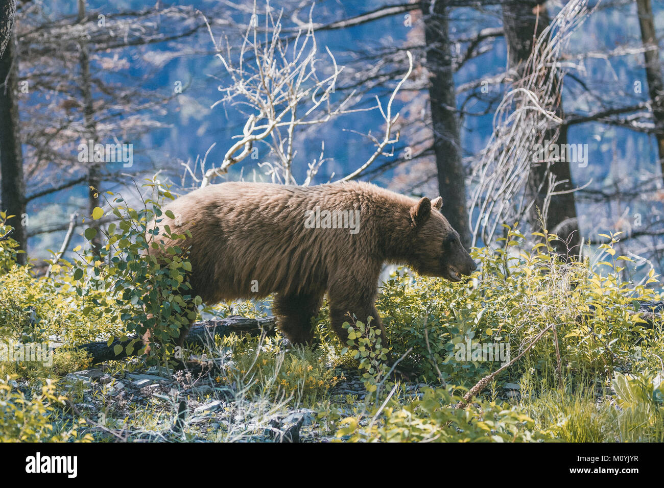 Bear in forest Stock Photo