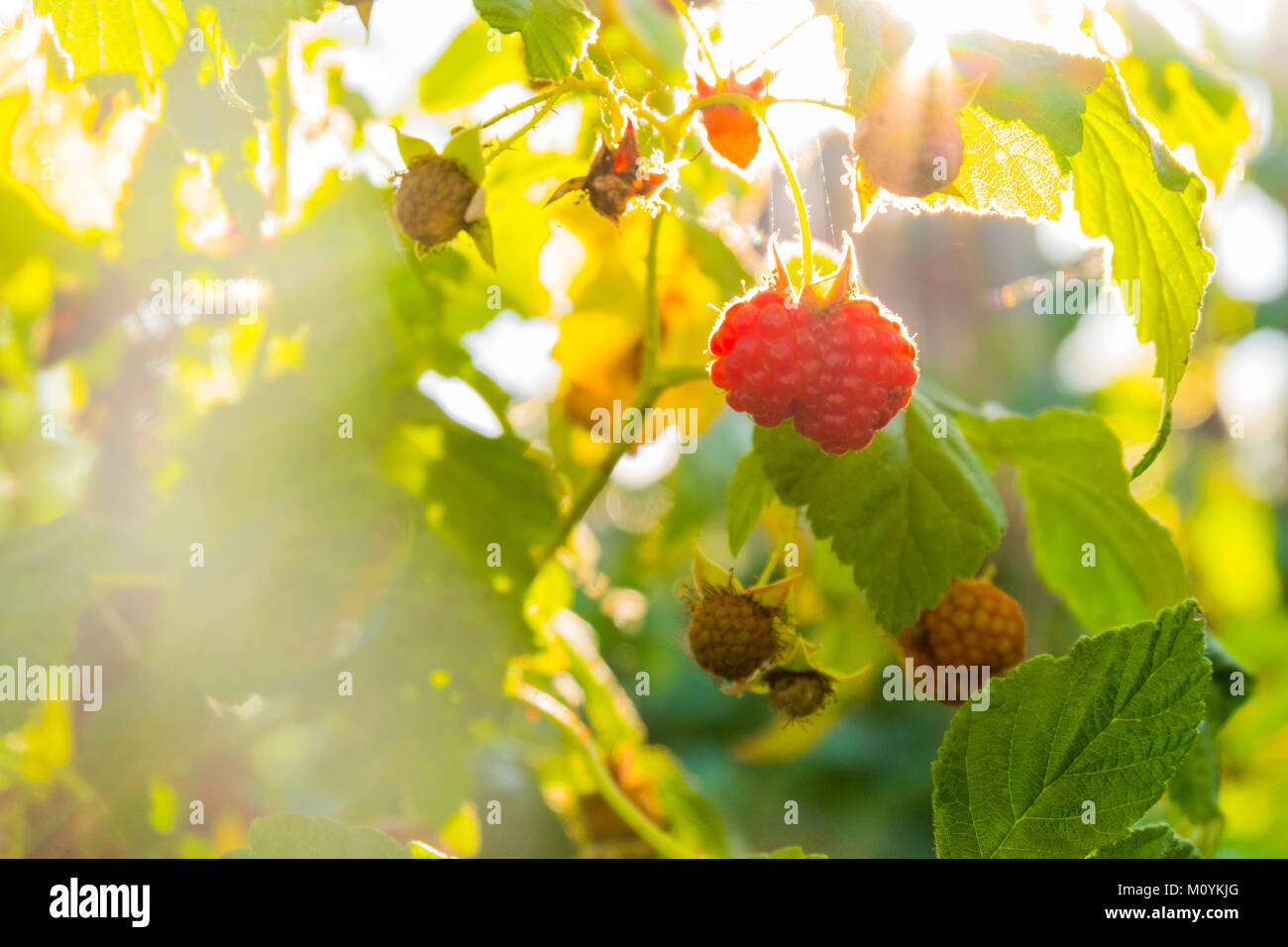 Close up of raspberries ripening Stock Photo