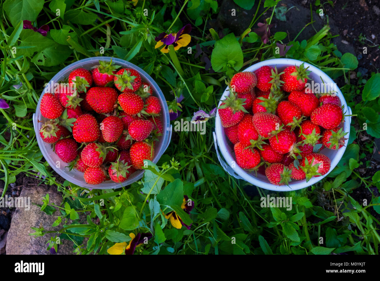 Baskets of strawberries Stock Photo