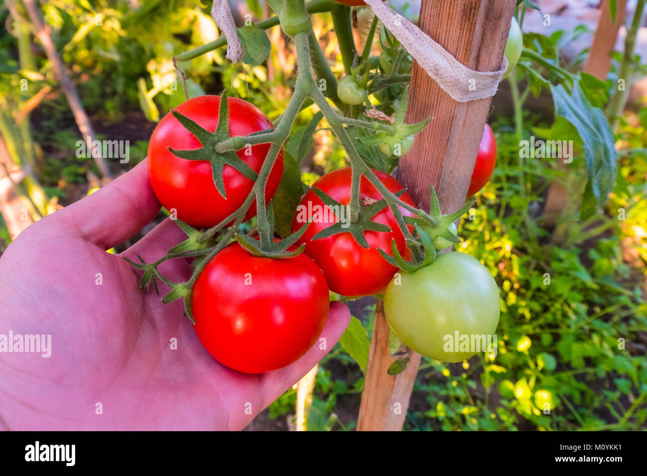 Hand holding tomatoes on vine Stock Photo