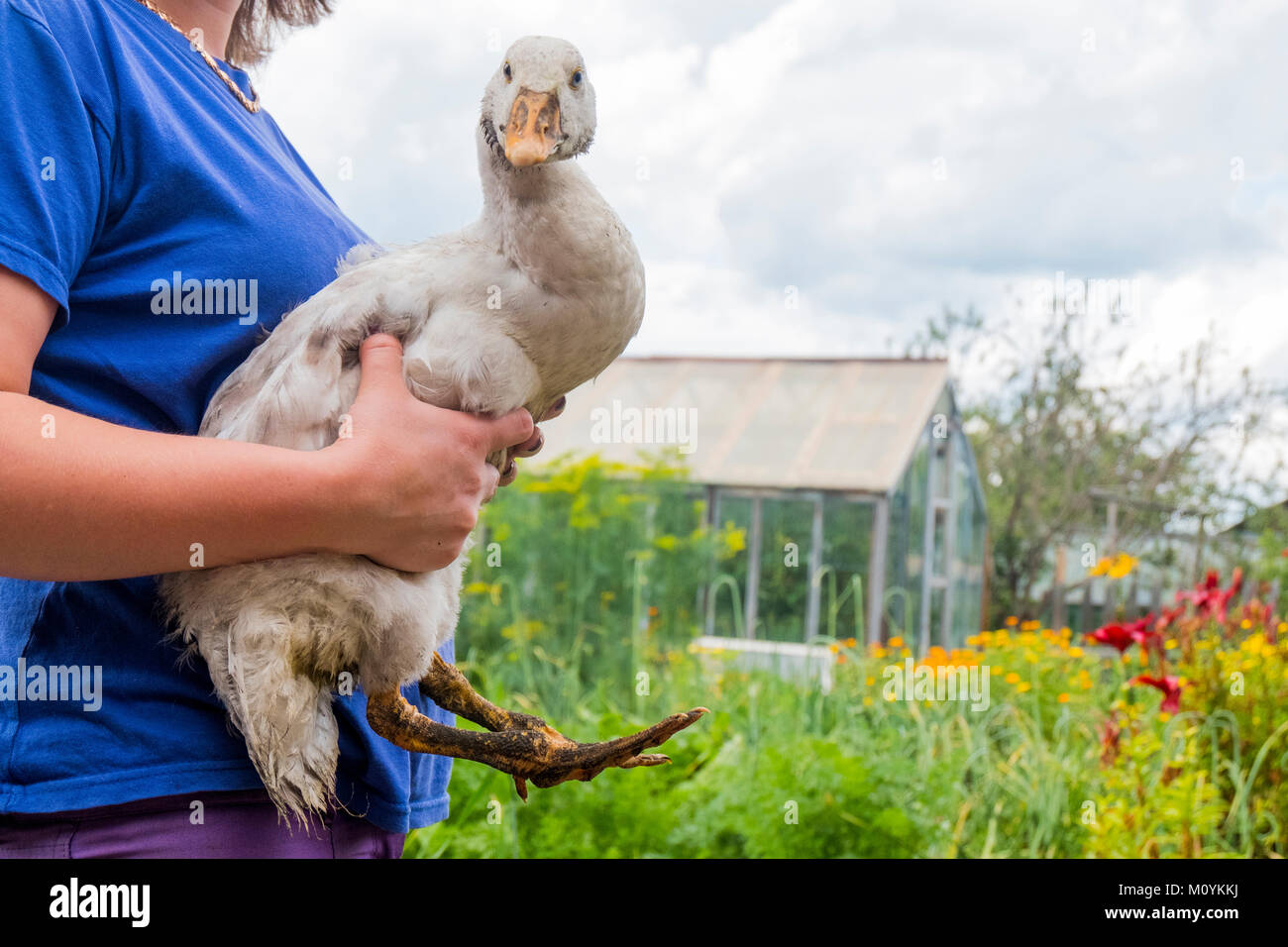 Close up of woman holding duck on farm Stock Photo