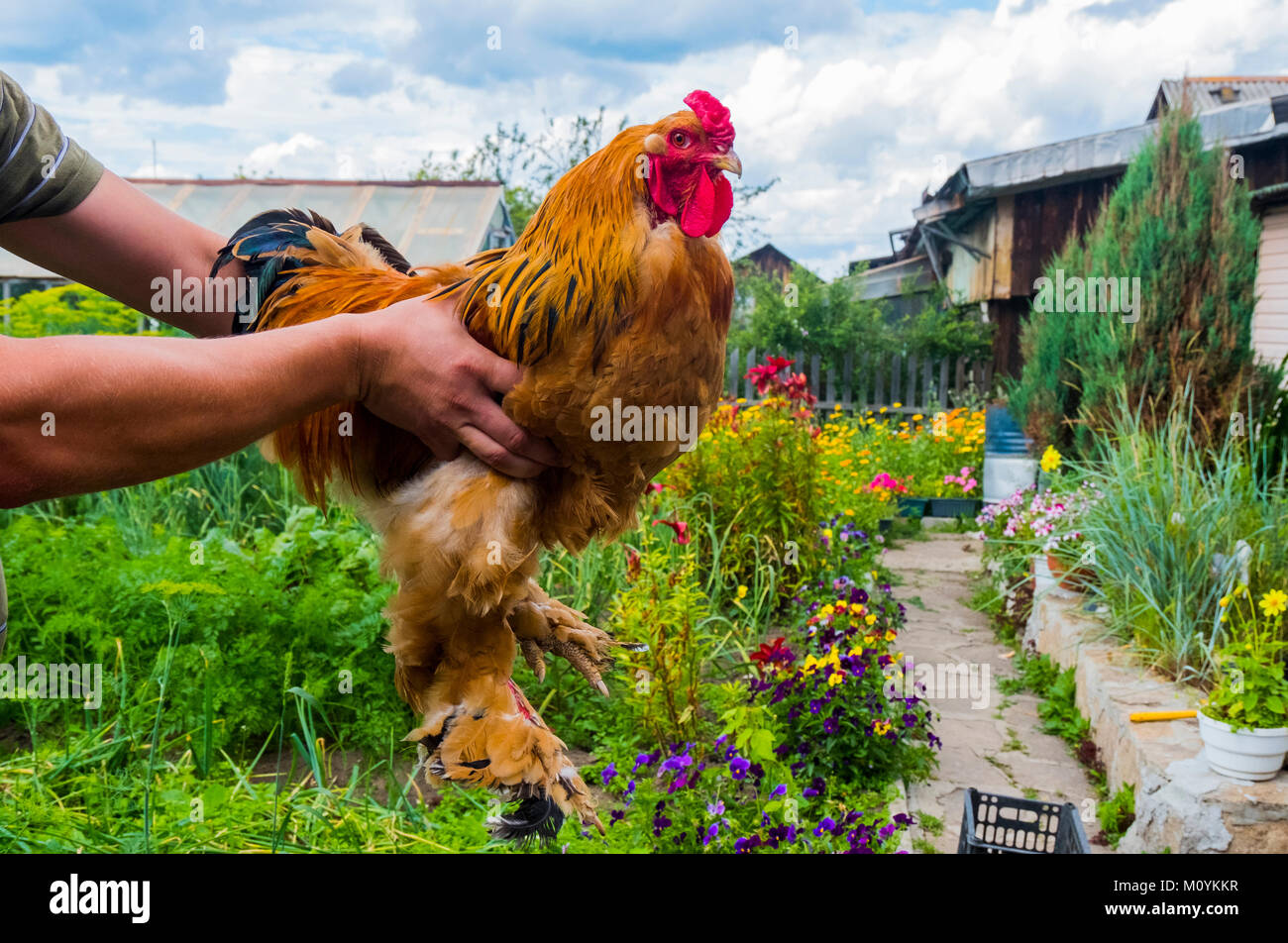 Close up of man holding rooster on farm Stock Photo