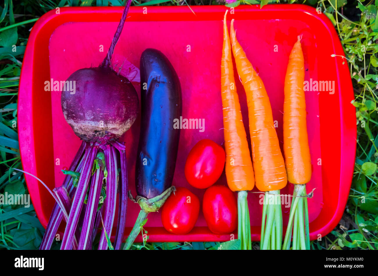 Organic vegetables on tray Stock Photo