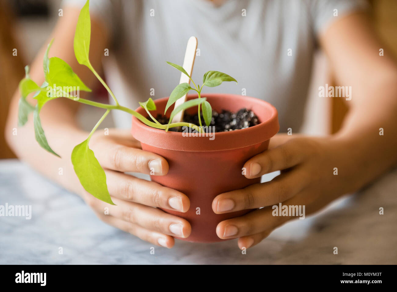 Hands of African American woman holding plant Stock Photo
