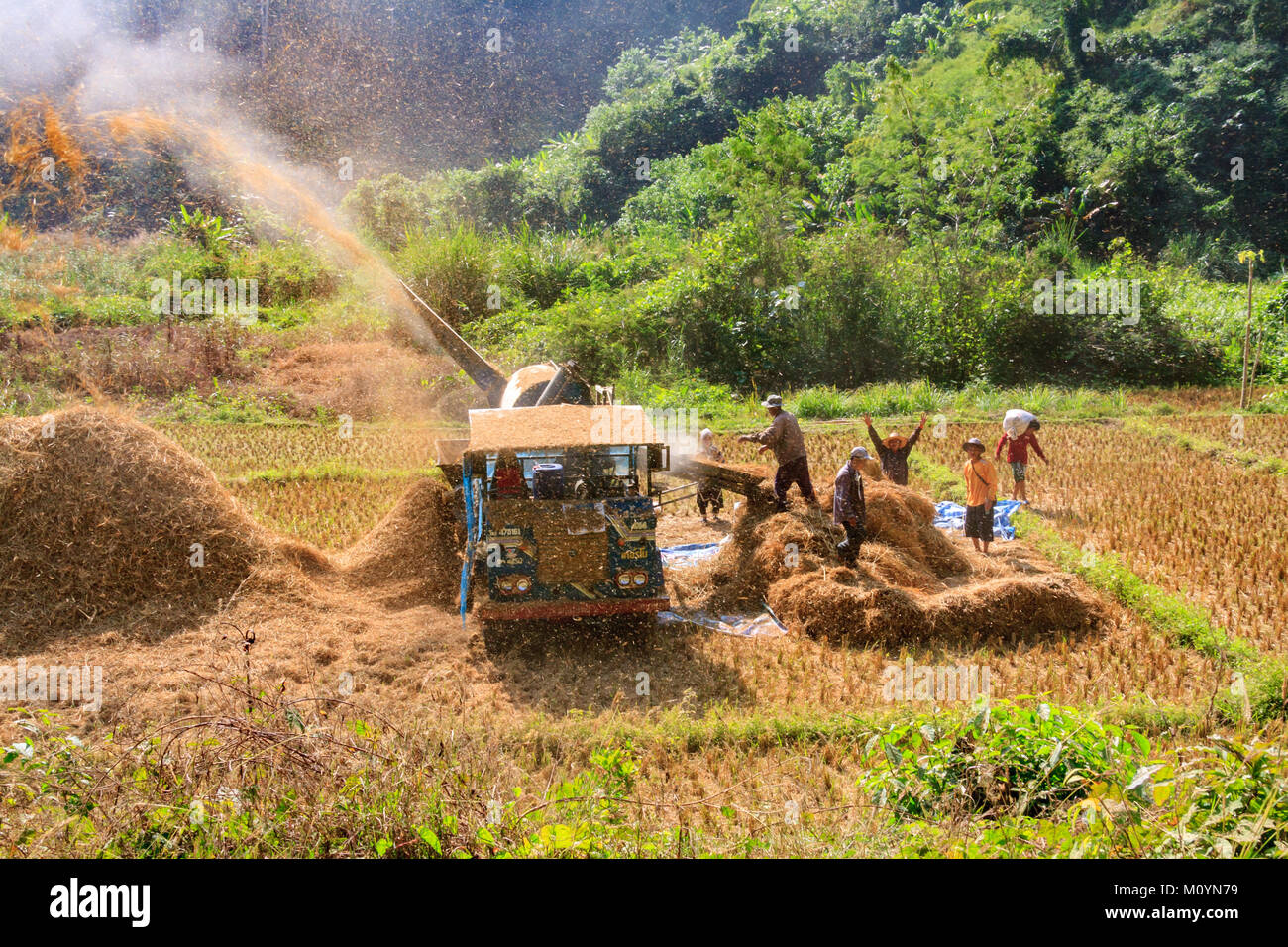 Threshing machine in operation, Northern Thailand Stock Photo Alamy