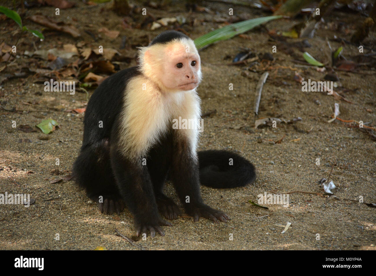 A young white-faced Capuchin monkey sitting beside a hiking trail near Corcovado National Park on the Pacific Coast in southern Costa Rica. Stock Photo