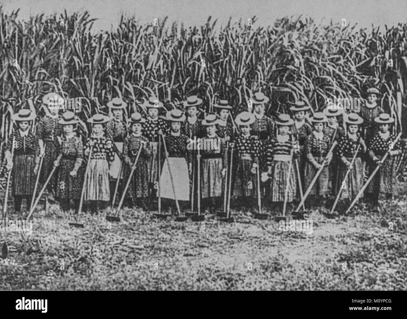 Japanese immigrants workers at sugarcane field in Hawaii c 1885. Stock Photo