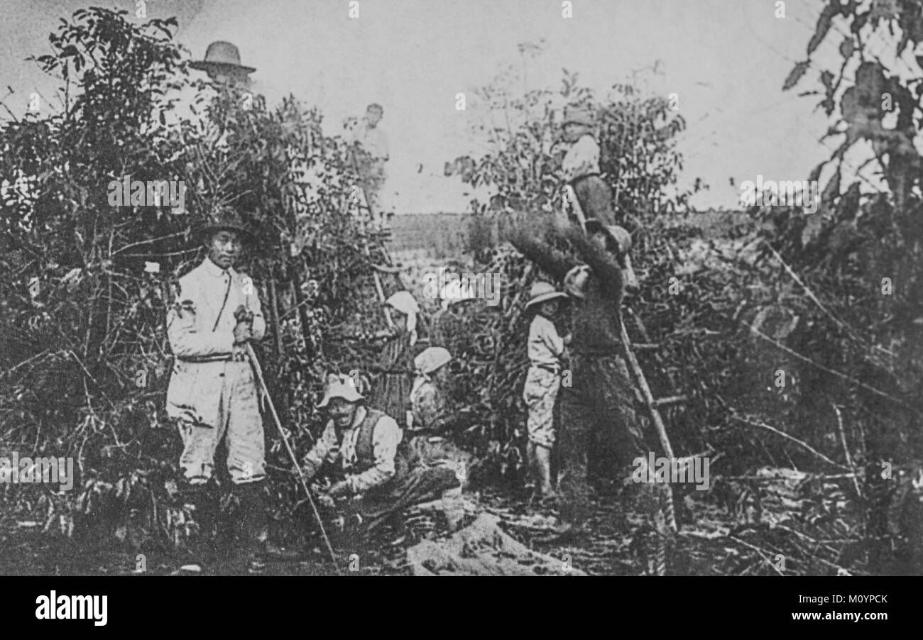 Japanese immigrants workers at coffee field in Brazil c 1930s. Stock Photo