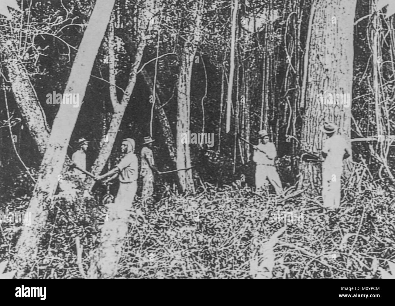 Japanese immigrants workers cutting down tree to make farm in Brazil c 1930s. Stock Photo