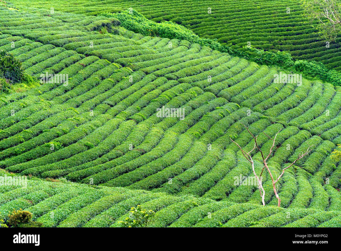 Green tea hill in the highlands in the morning. This tea plantation