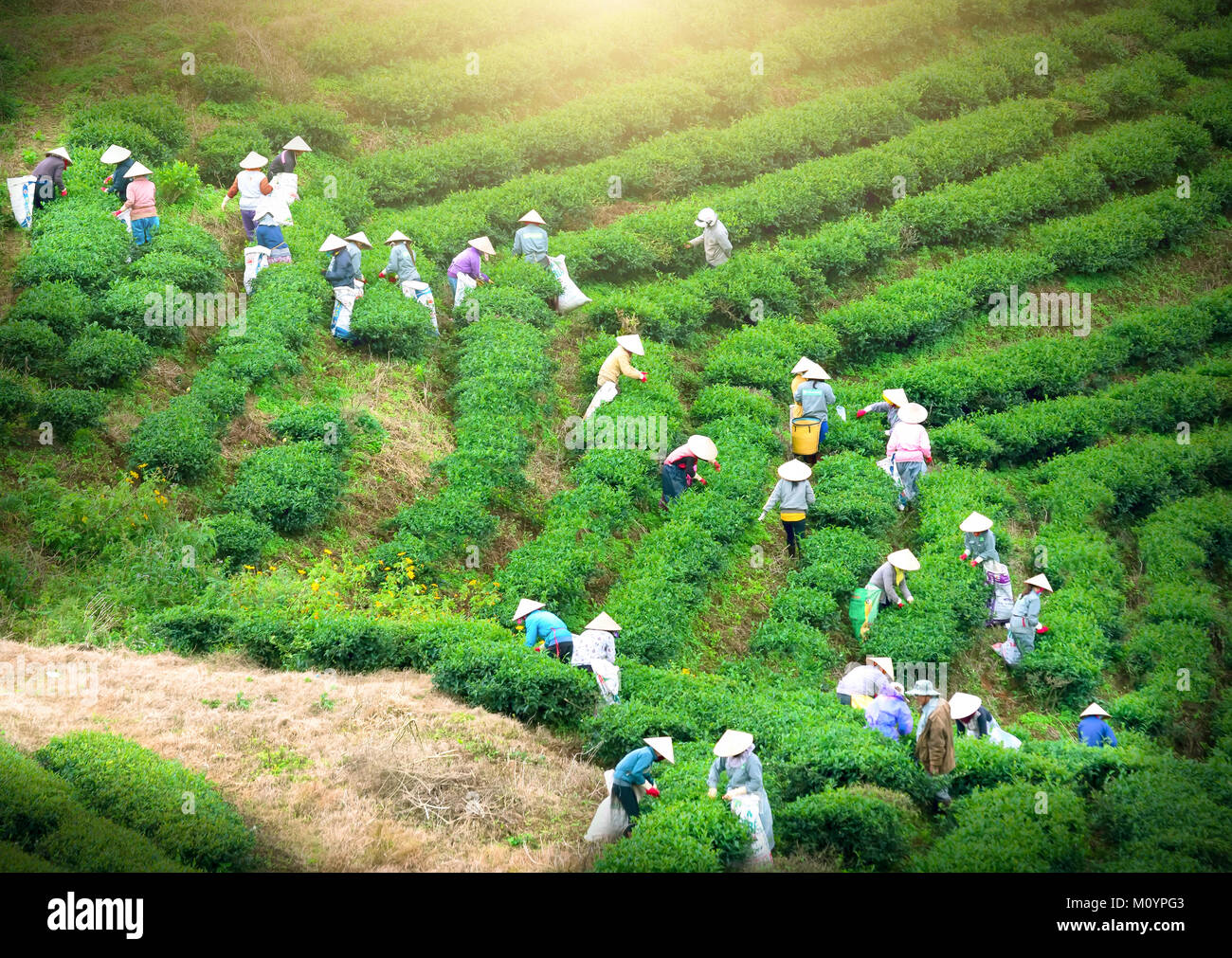 Group farmers in labor costume, conical hats harvesting tea in the
