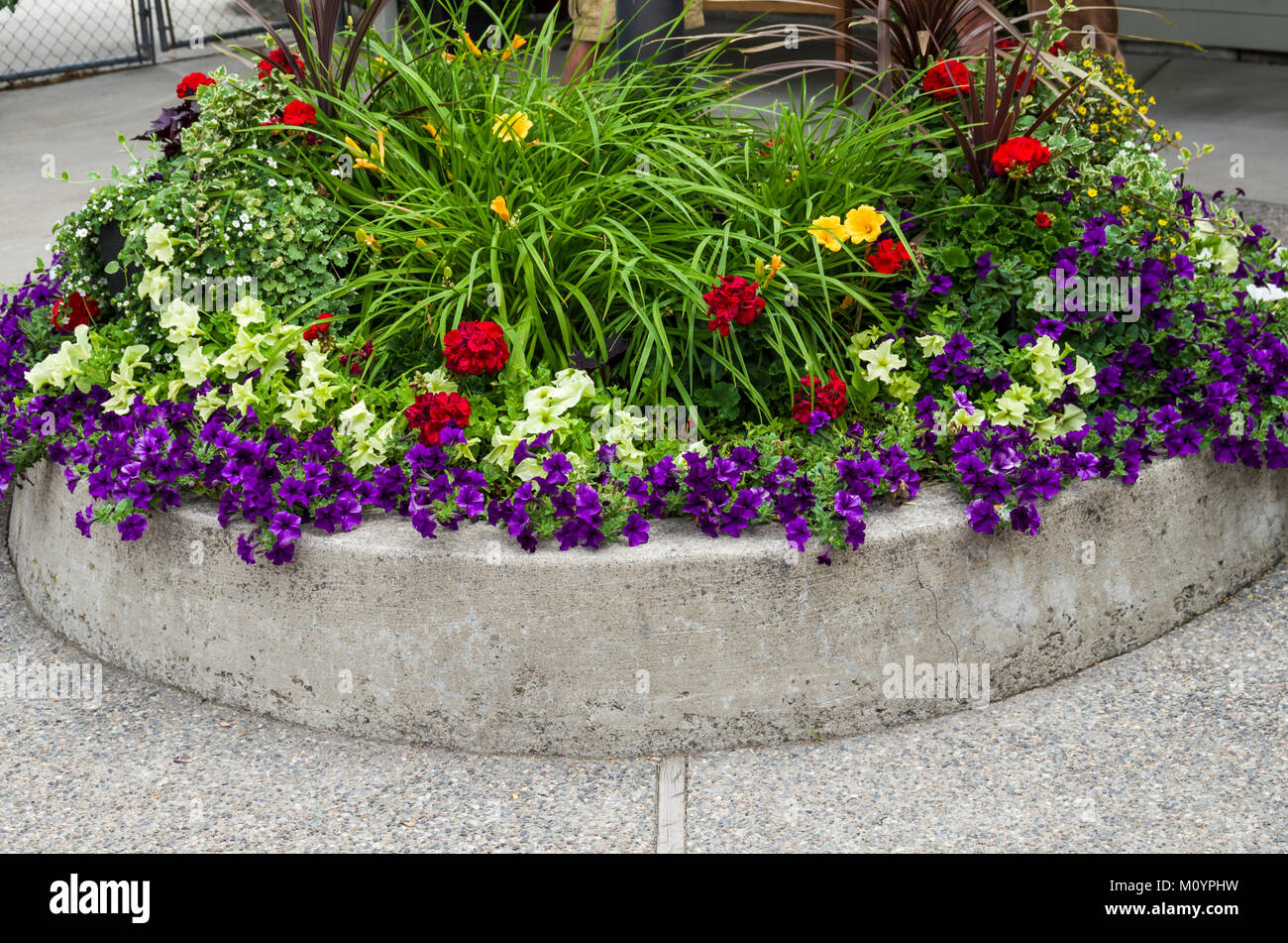 Red white and blue flowers in a landscape planter Stock Photo