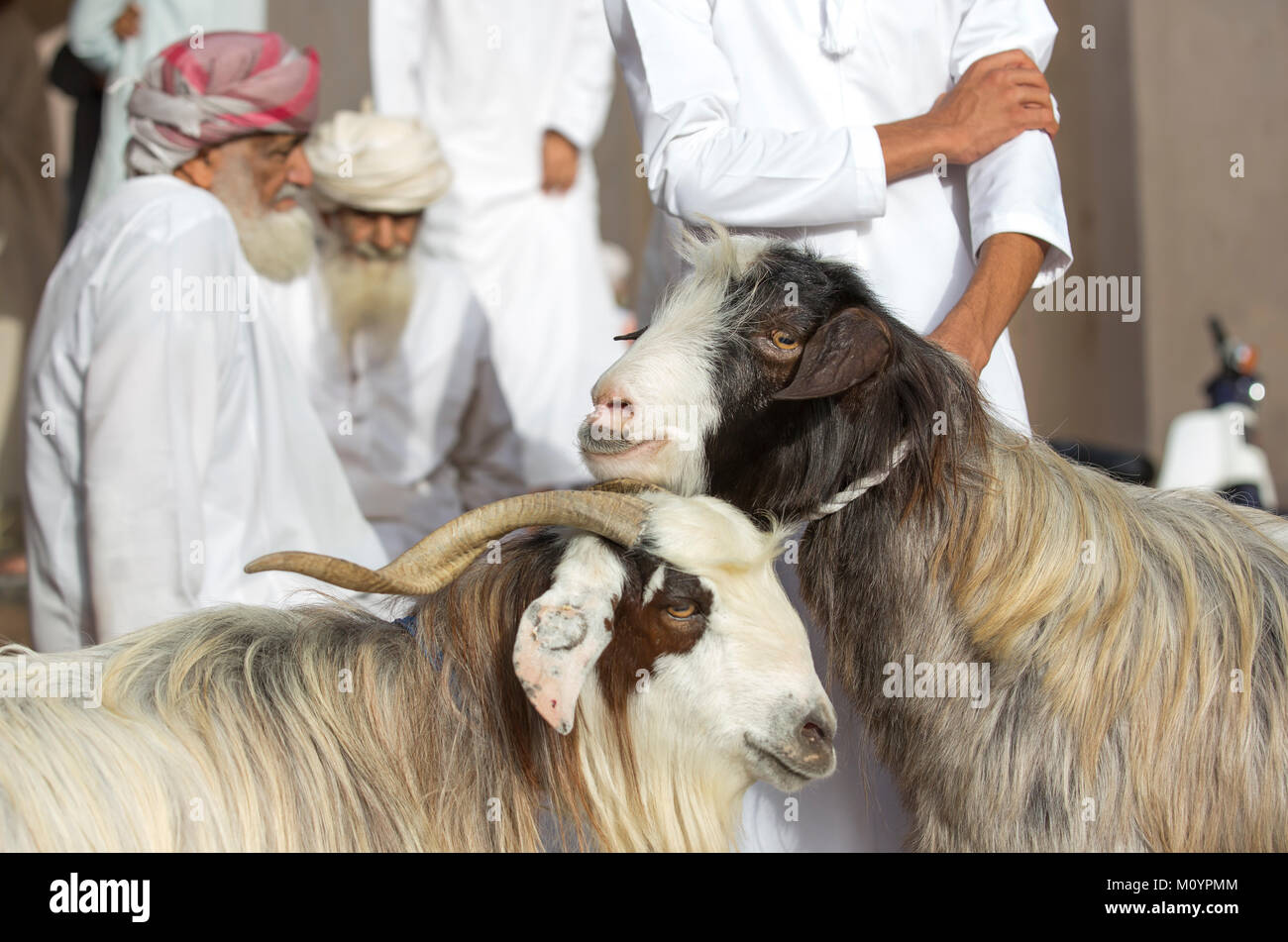 Nizwa, Oman, June 23rd, 2017: goats and men at a market Stock Photo