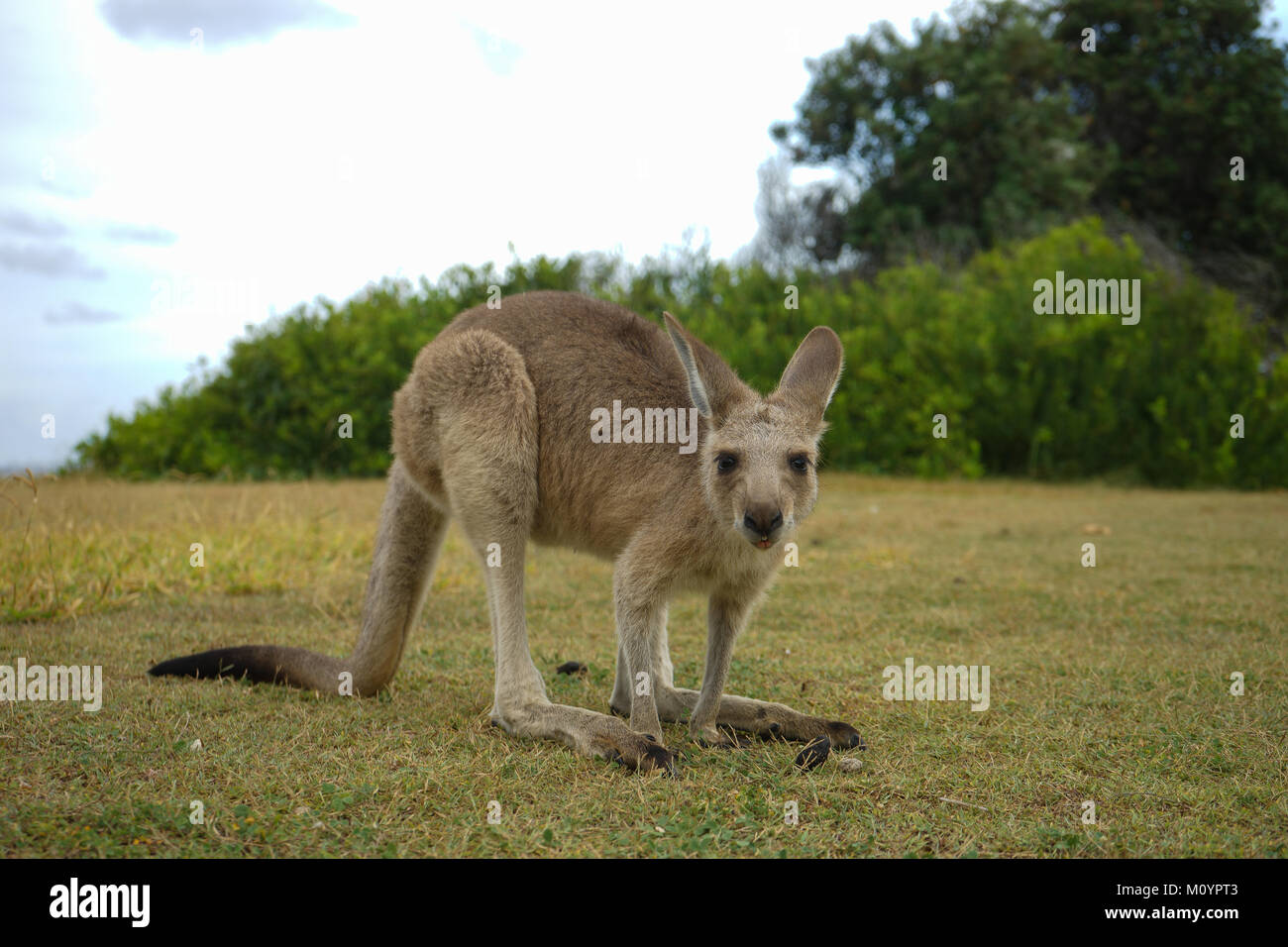 Wild Kangaroo in Stradbroke Island Stock Photo