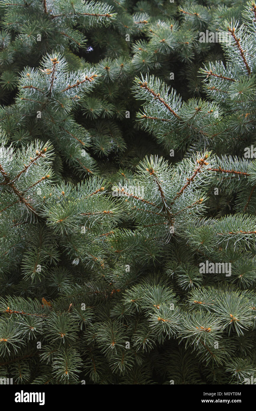 Light fresh green fir tree hi-res stock photography and images - Alamy