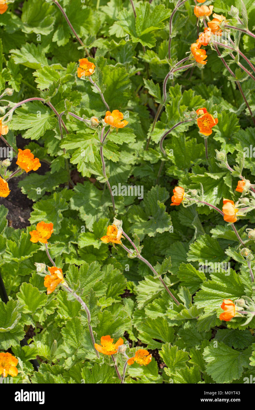 Rote Nelkenwurz, Scharlachrote Nelkenwurz, GartenNelkenwurz, Geum