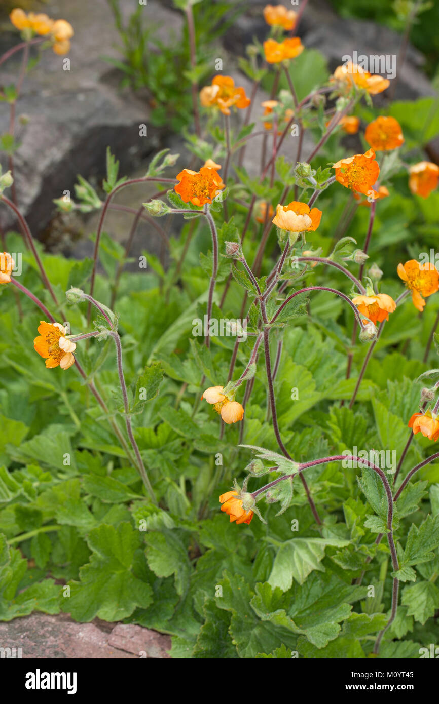 Rote Nelkenwurz, Scharlachrote Nelkenwurz, GartenNelkenwurz, Geum