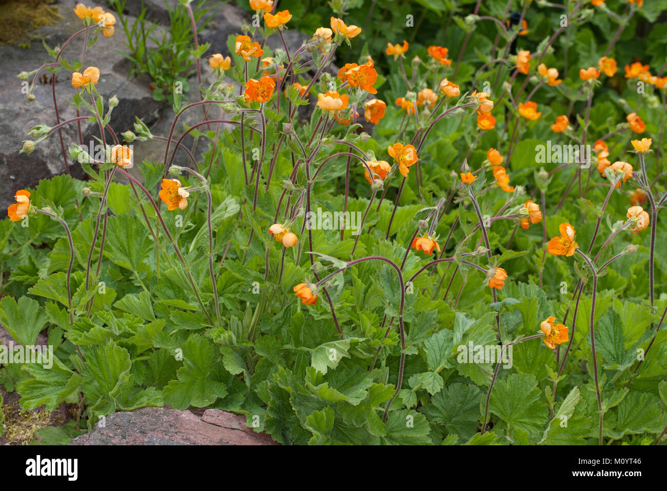 Rote Nelkenwurz, Scharlachrote Nelkenwurz, GartenNelkenwurz, Geum